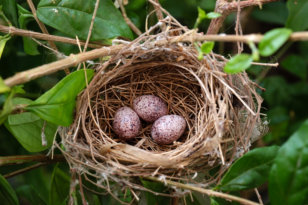 How To Remove A Bird Nest Birds Nest Removal How To Remove A Bird Nest Birds Nest Removal